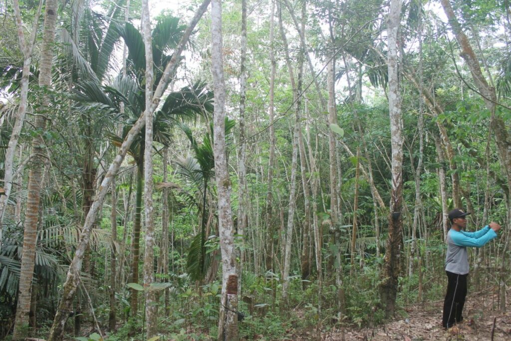 Foto von Plantage in Indonesien