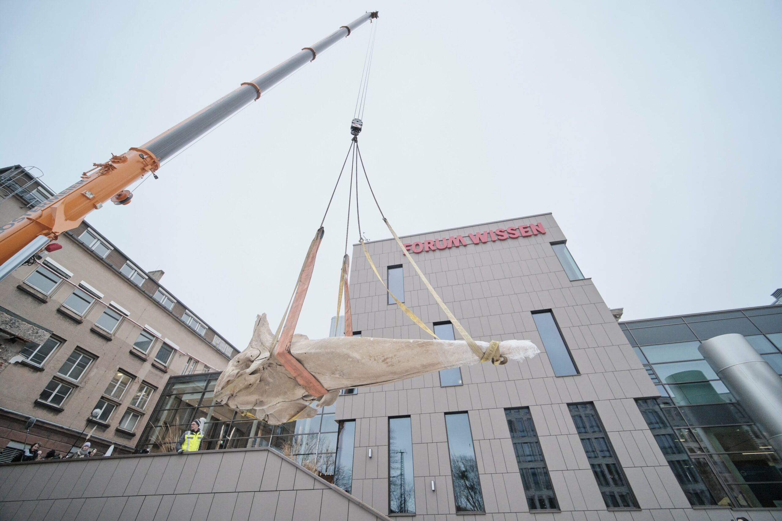 Martin Liebetruth: der Walschädel wird ins Forum Wissen transportiert