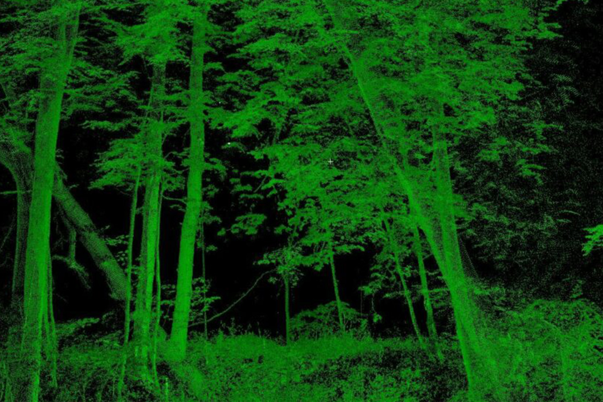 Key Visual Digital Forest