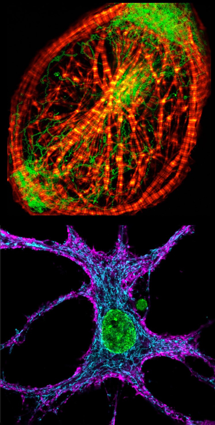 Zellen und Neuronen