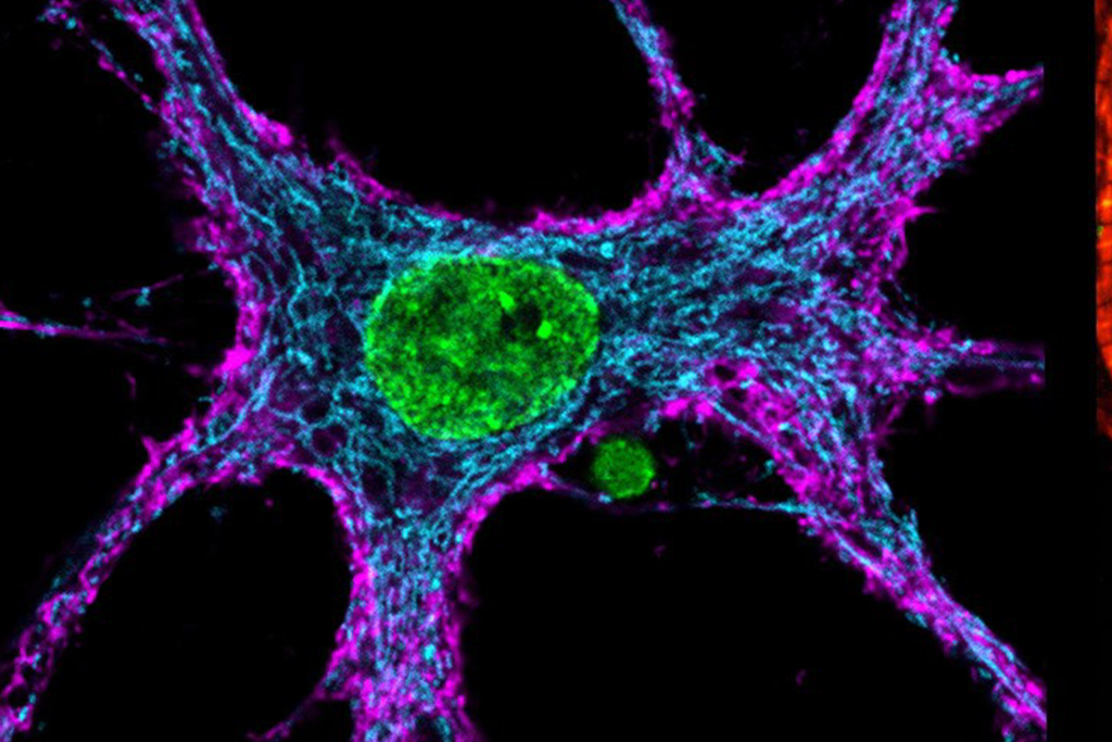 Mikroskopische Darstellung einer Zelle