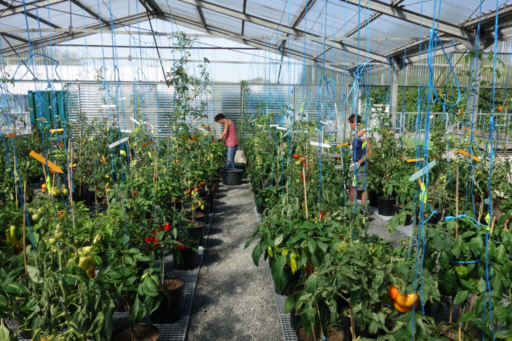 Experimente der Agrarökologie mit unterschiedlichen Gemüsesorten im Experimentellen Botanischen Garten. 