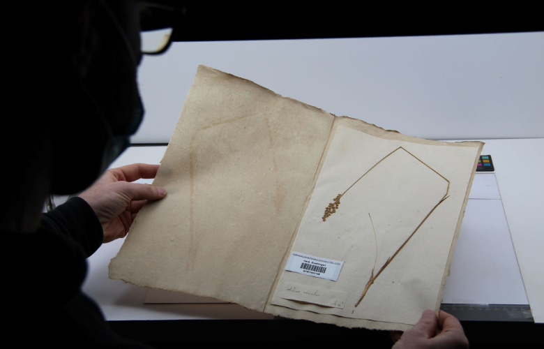 Eine Person betrachtet eine auf ein Papier geklebte Pflanze