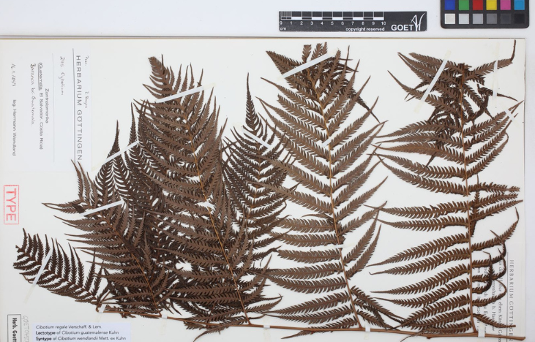 Farne auf ein Papier (Herbarbogen) geklebt und mit Beschriftung versehen