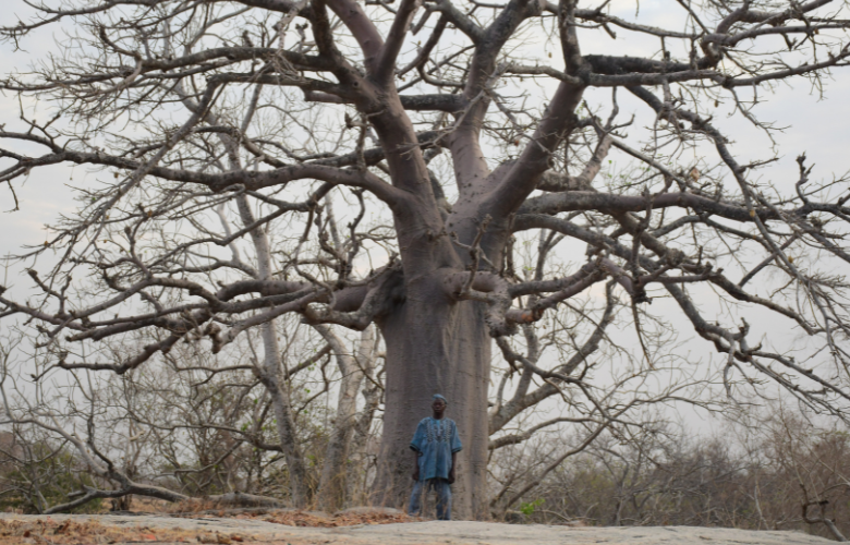Baobab