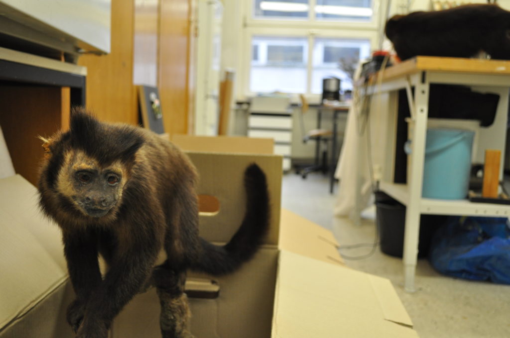 Die Werkstatt der zoologischen Sammlung.