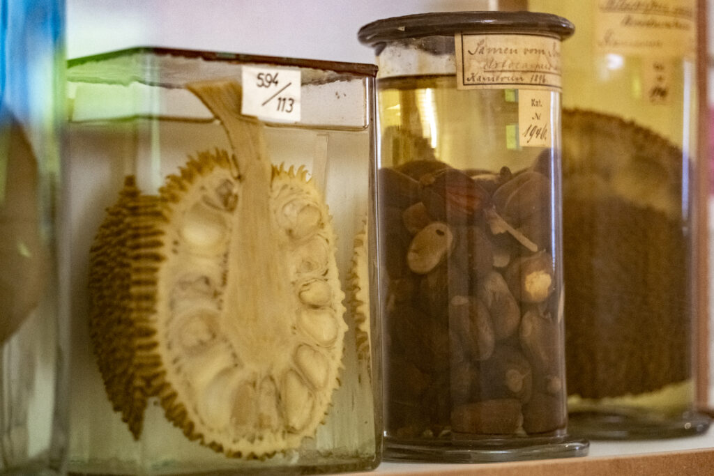 Blick ins Innere: Nasspräparate zeigen die anatomische Struktur der Brotfrucht.